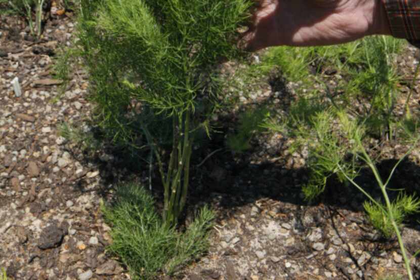 An Asparagus fern grows at the Shady Grove Community Garden and Orchard in Grand Prairie,...
