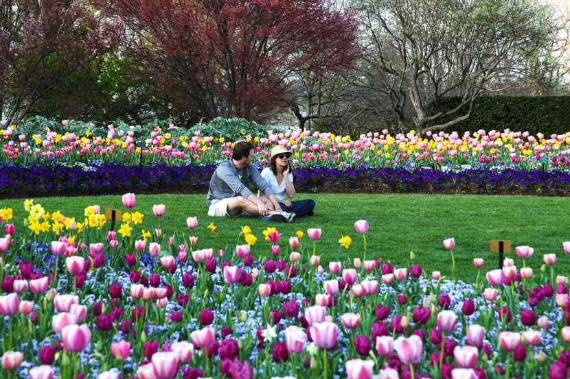 Alrededor de 500,000 tulipanes adornan el jardín botánico en Dallas.