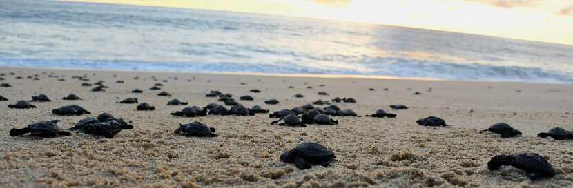 In fall and winter, volunteers release hatchling sea turtles on a beach in Todos Santos,...