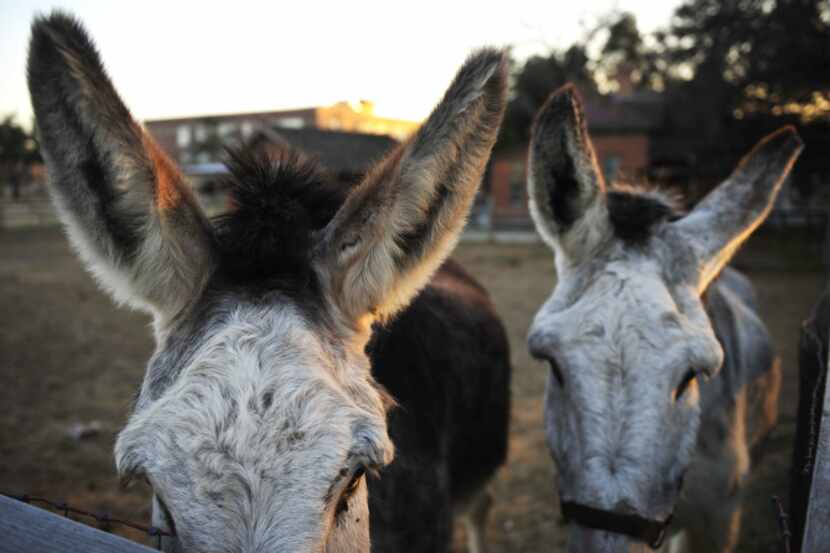 Two curious donkeys walk the edge of their pen at Dallas Heritage Village in The Cedars...
