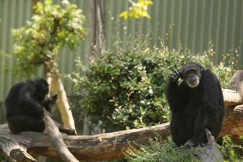 Missy, una chimpancé del zoológico de Dallas, que recibe pastillas anticonceptivas como...