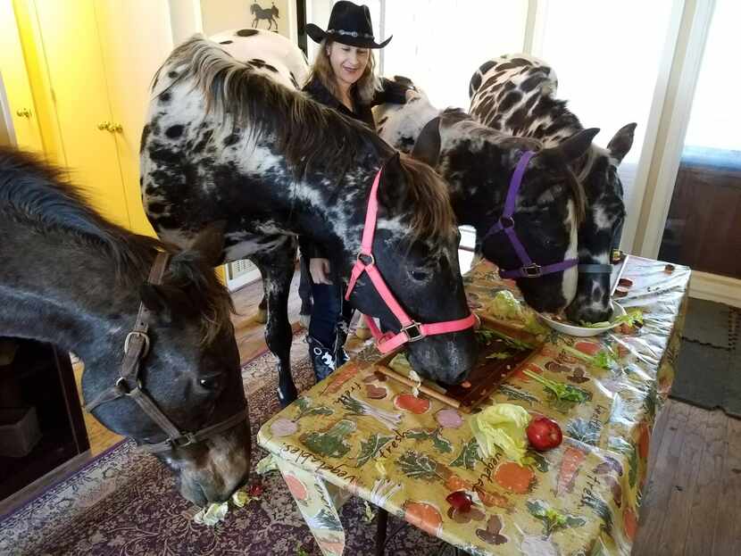 Four of Karen Schoeve's horses enjoy a meal in her Argyle home. 