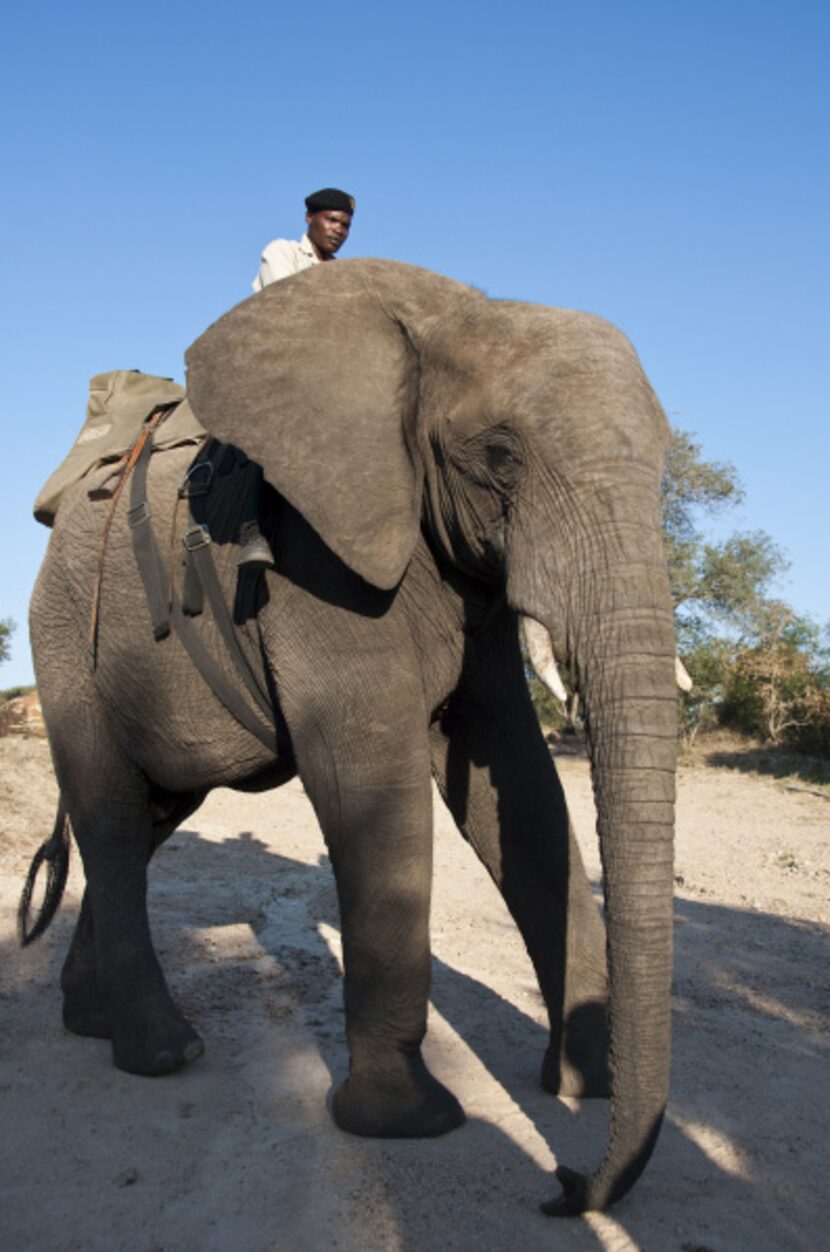 The namesake of the Jabulani herd, 16-year old Jabulani was orphaned at 4 months and...