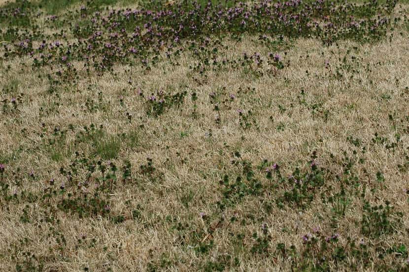 Cool-season weeds like henbit can be sprayed and killed with organic herbicides while summer...