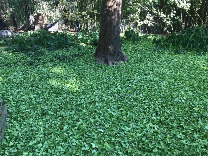 Gingko leaves are falling before they turn for the fall. The hard freeze is the culprit.