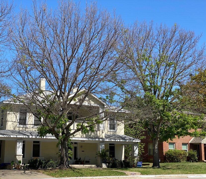 Red oak freeze damage ranges from small discolored leaves to major sections of the tree...