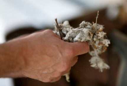 Moran grasps a handful of cotton from the idle gin he's converting to a cannabis-oil...