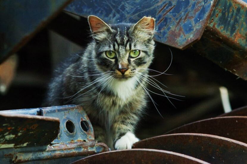 The downtown Arlington community thinks someone has been poisoning a colony of feral cats...