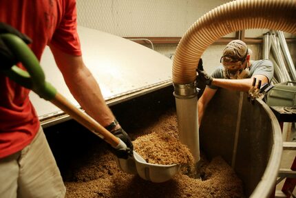 TexMalt co-founders Chase Leftwich (left) and Austin Schumacher remove finished barely from...