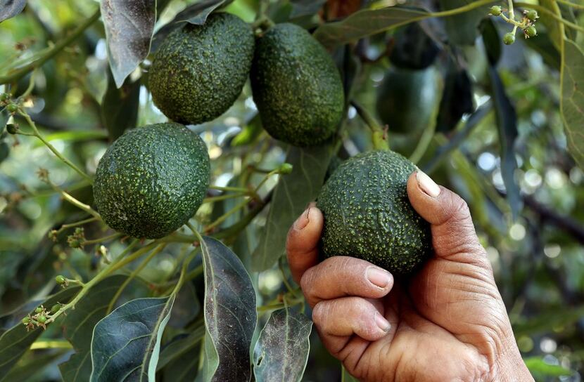 A farmer works at an avocado plantation in El Carmen ranch in the community of Tochimilco,...