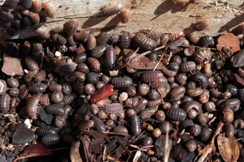 Pill and Sow bugs gather together in a moist area.