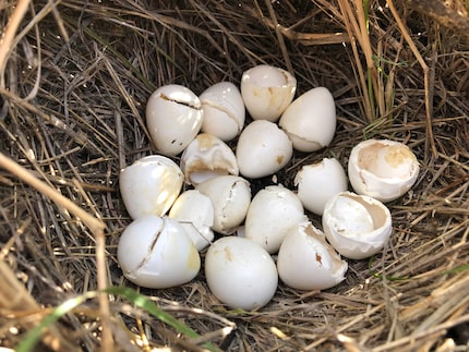 Rolling Plains Quail Research Foundation and Tarleton State University researchers have...