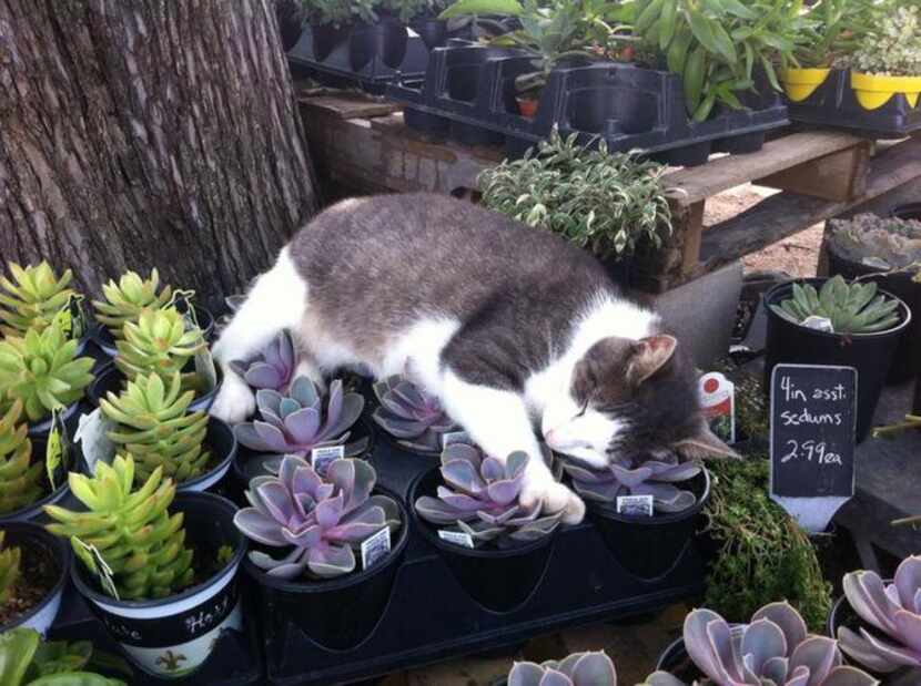 
The Garden Co. Marketplace and Cafe in Schulenburg has a shop cat. Both that place and its...