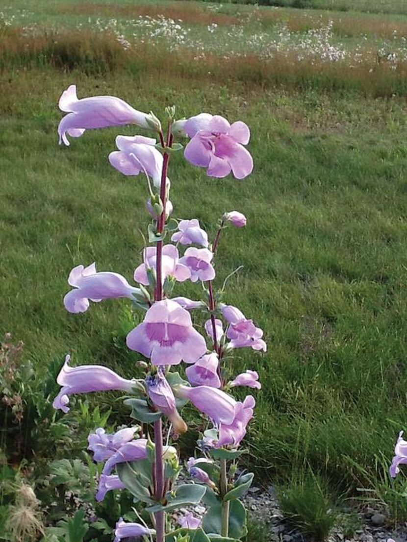 
Beardtongue, aka penstemon. North Texas gardeners are more familiar with its relative Gulf...