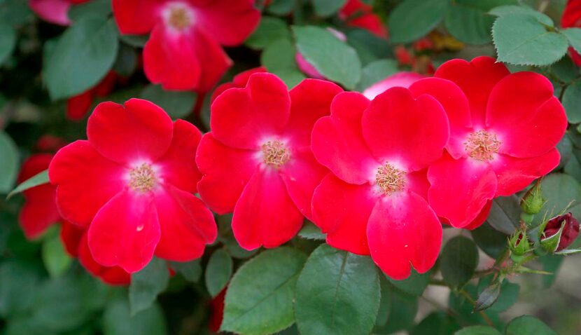 
‘Home Run’ roses are called disease-, heat- and drought-resistant and do not have to be...