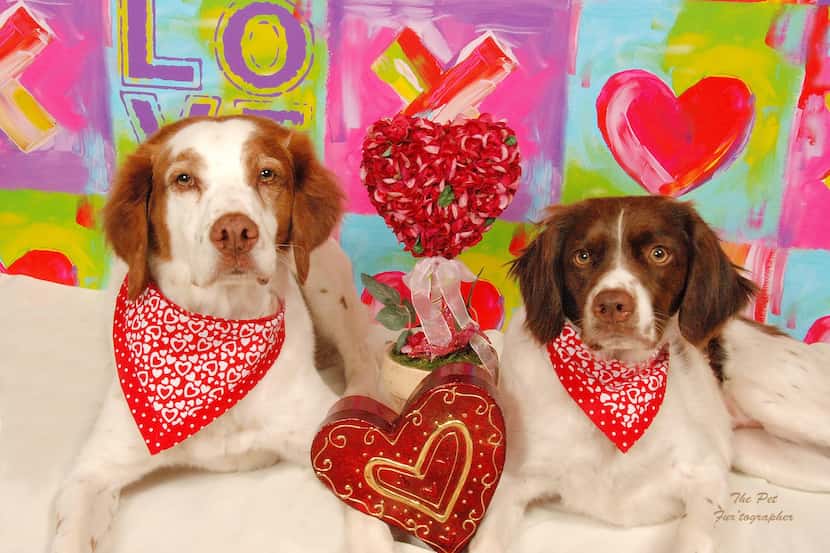 Have a Valentine's photo taken of your furry sweetheart this weekend. (The Pet Fur'tographer