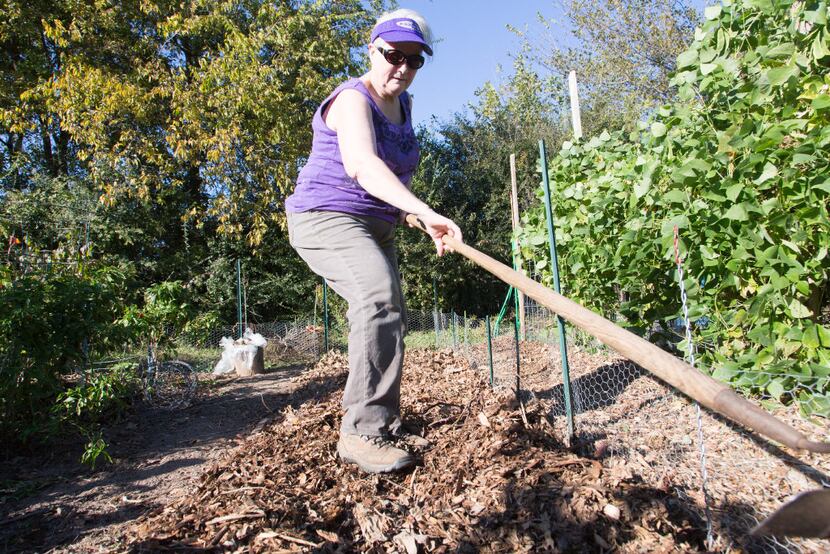 Roxie Blanco hoes a planting area where she is going to grow cabbage, cauliflower and...