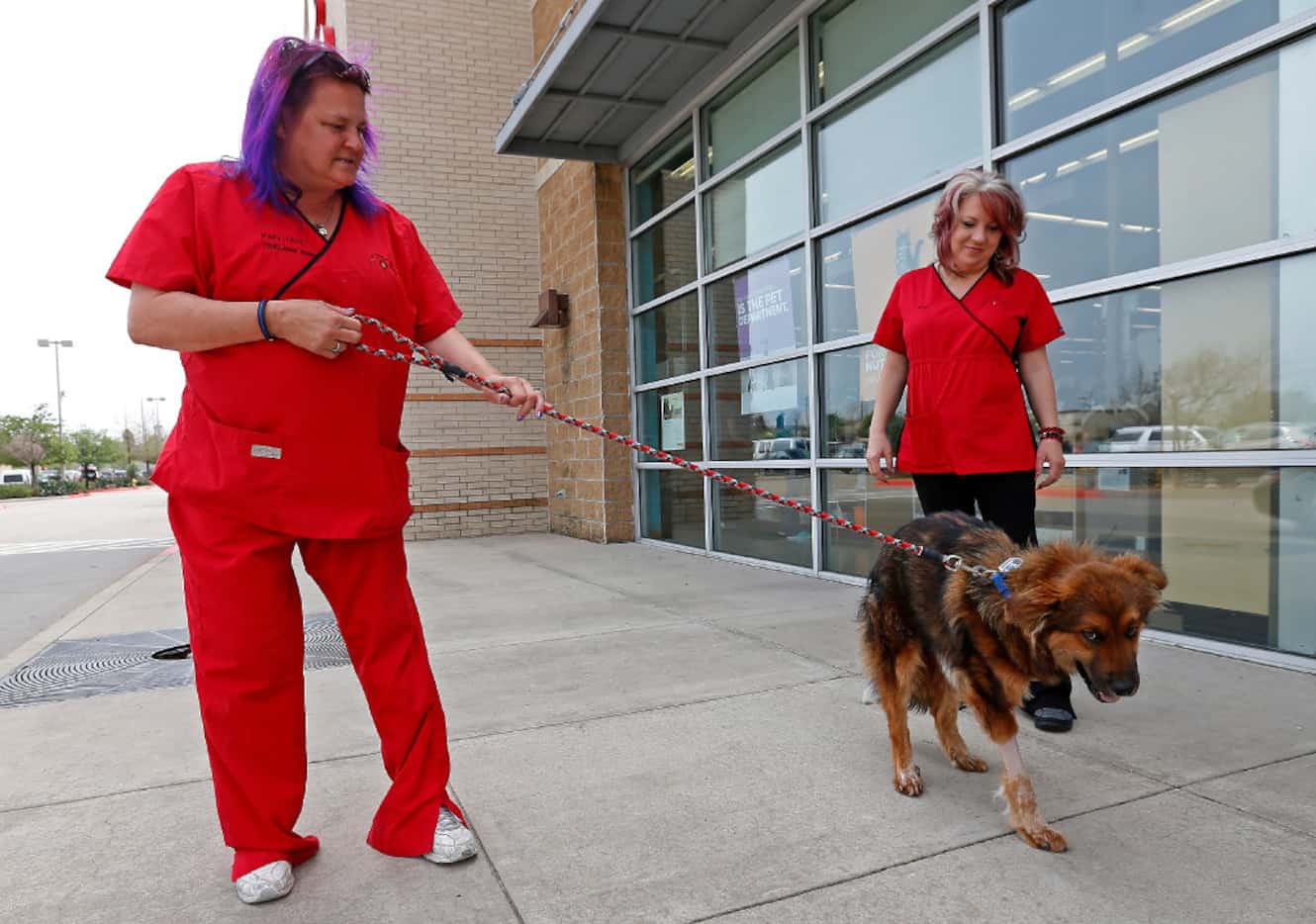 Kelly Lindstrom (left), a vet technician and animal cruelty investigator, walks Lt. Dan with...