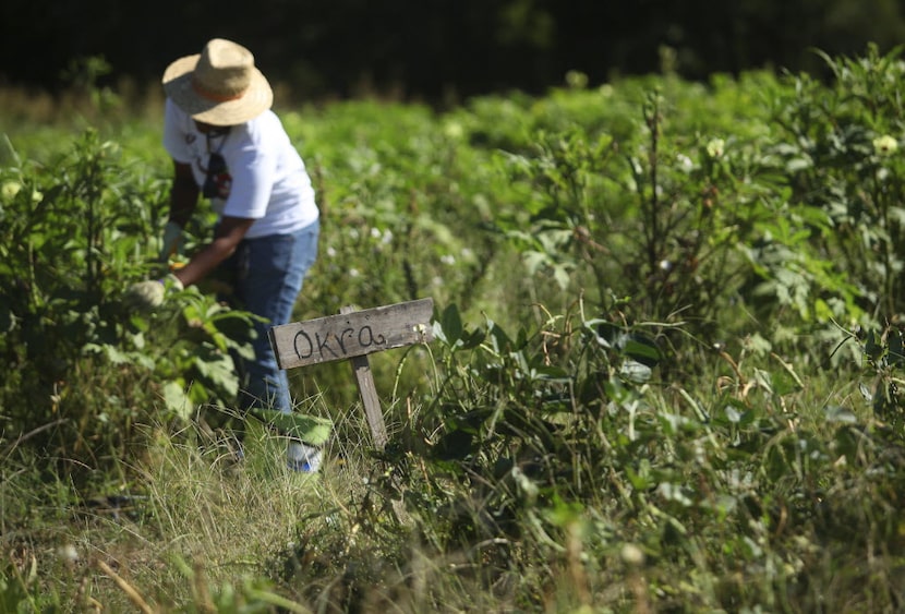 The We Over Me Farm at Paul Quinn College in Dallas became a community success five years...