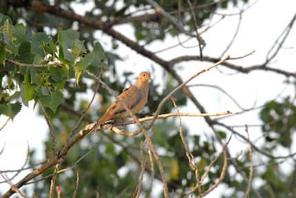 Mourning doves remain the most numerous game birds in North America. The U.S. Fish and...