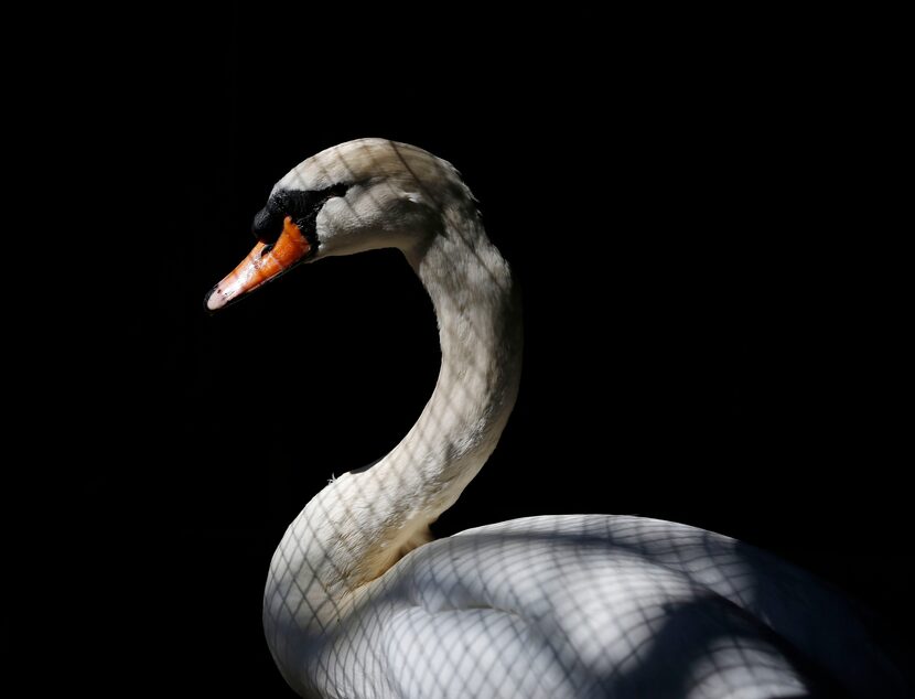 Rehabilitating Mute Swan at Rogers Wildlife RehabMarch, 2015Katie the Mute Swan, a...