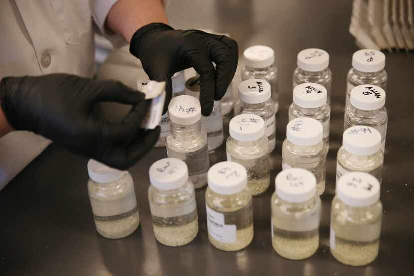 Audra Allen tested for total coliform and E. coli bacteria in water samples at the North...