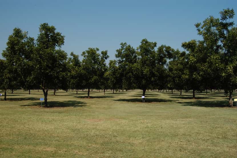 Pecan trees can be farmed using organic methods.