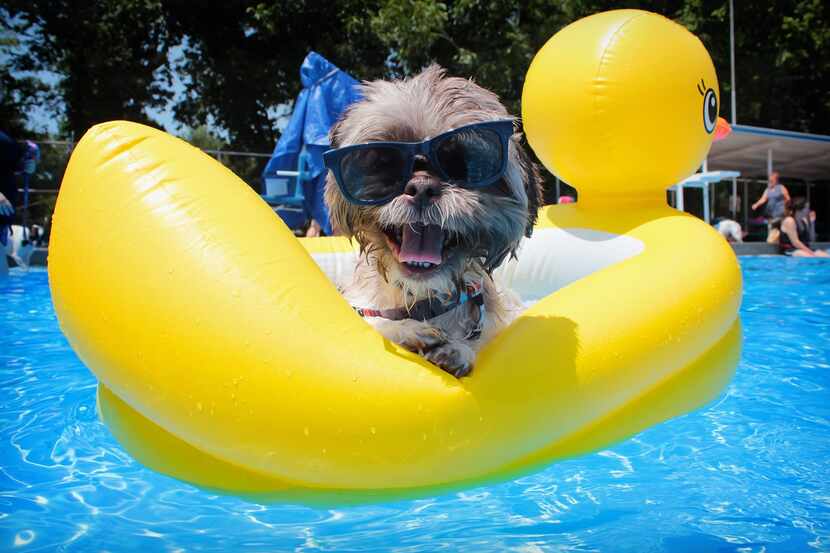 This year's Pooch Paddle at Jester Park Pool in Corsicana is Sunday.