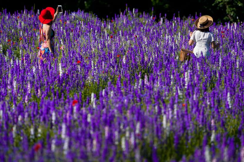 Thao Nguyen (left) and her daughter Phuong Vu walk through a field of wildflowers at Prairie...