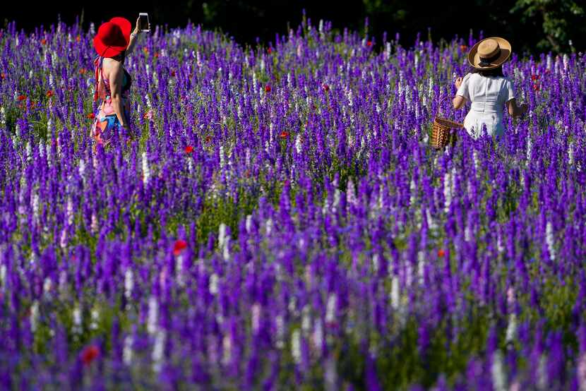 Thao Nguyen (left) and her daughter Phuong Vu walked through a field of wildflowers at...