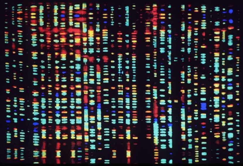 
This undated computer rendering of a fragment of the human genome is part of a new exhibit...