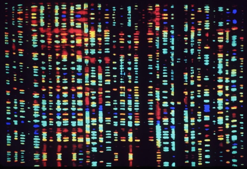 
This undated computer rendering of a fragment of the human genome is part of a new exhibit...