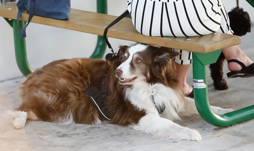 La ciudad de Mesquite busca limitar el número de mascotas que una persona pueda poseer en su...