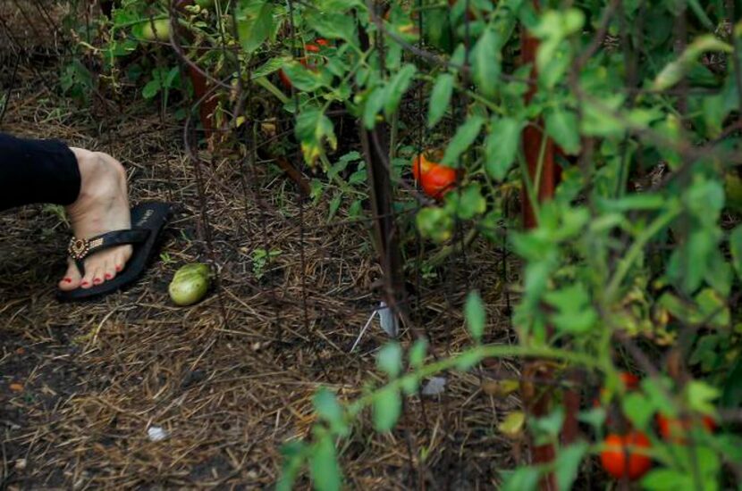 
Nevil’s annual tomato beds include recently introduced hybrids, heirlooms, pass-along...