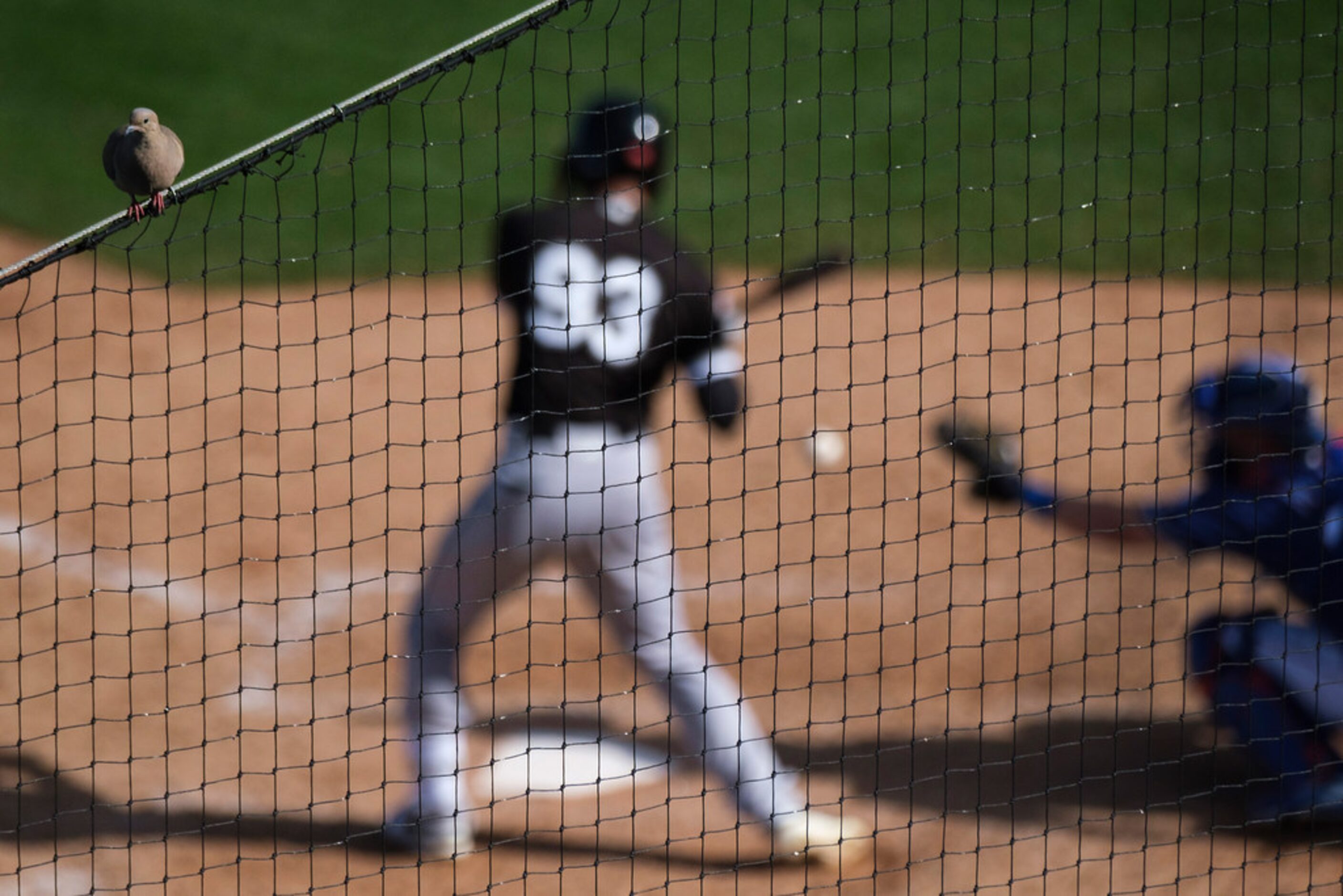 A bird sits atop the backstop as the Texas Rangers face the Chicago White Sox in a spring...