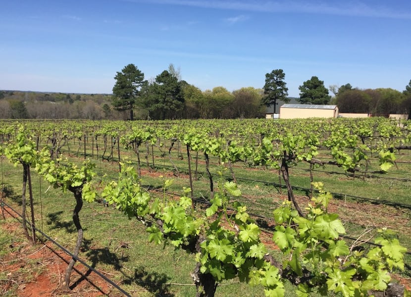 The vineyards at Kiepersol Estate Vineyard and Winery, Tyler