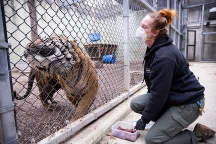 Stephanie Dosch, a senior zoologist, watches as Manis playfully rubs his face on the fence...