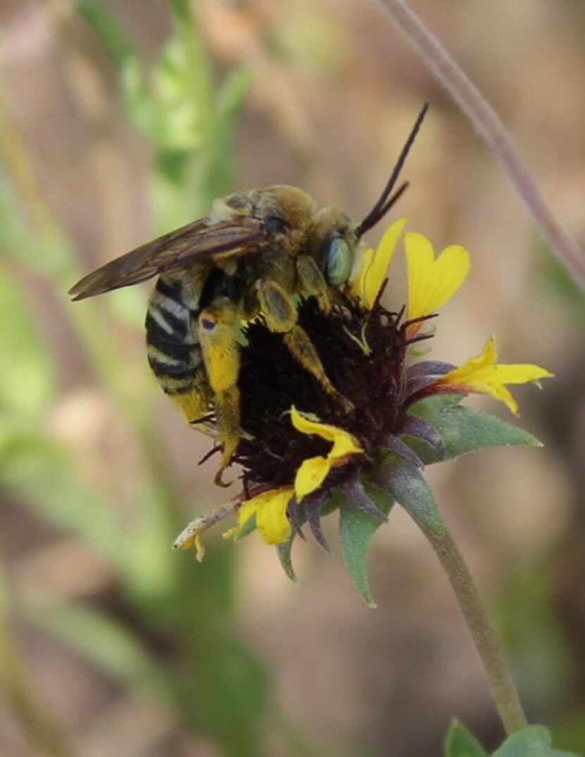 
Texas has long-horned bees as well as cattle. 

