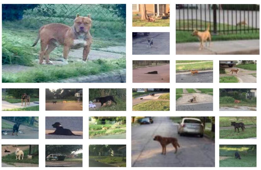 A group of photos in a Boston Consulting Group report shows numerous loose dogs that the...