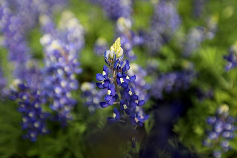 Bluebonnets at the spring plant sale at the  Heard Natural Science Museum & Wildlife...