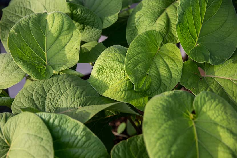 Hoja santa plants grow in a garden bed at the Homewood restaurant in Dallas. 