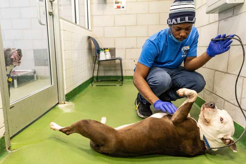 Dallas Animal Services employee Tadarius Daniels rubs Portia’s belly after feeding her at...
