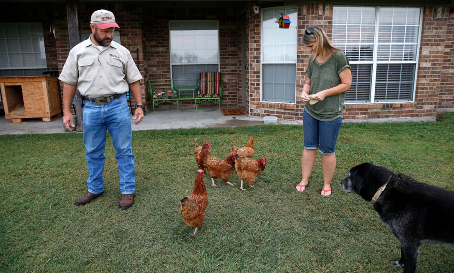 Kaufman County residents John Bomer (left) watches his wife Kristina feed their chickens in...