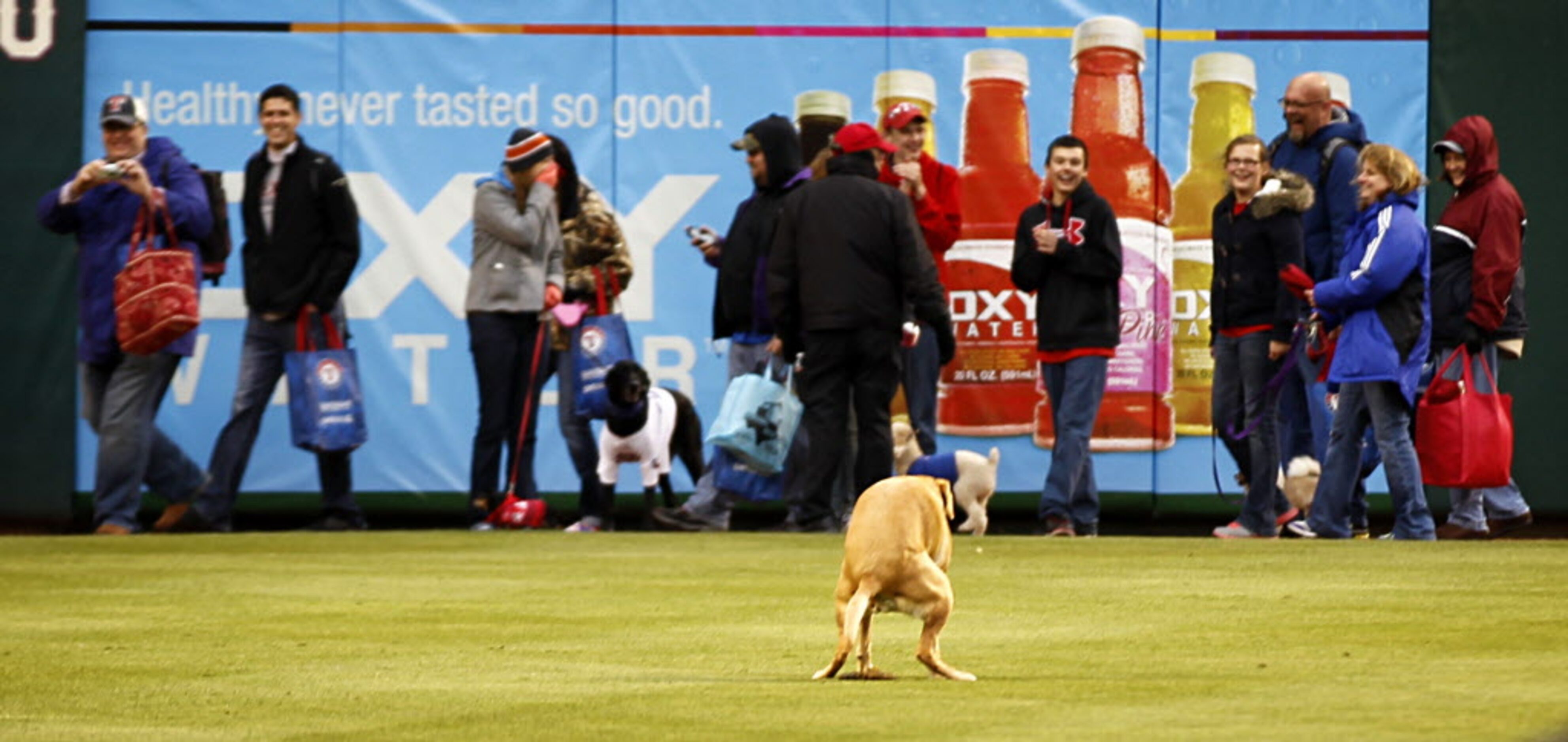 Uh-oh. This dog got loose in left field and had to do a little business. 