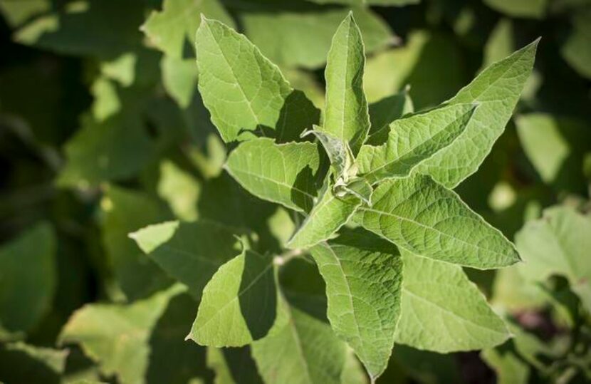 
In fall, monarchs are wild for otherwise nondescript frostweed flowers. (Verbesina...