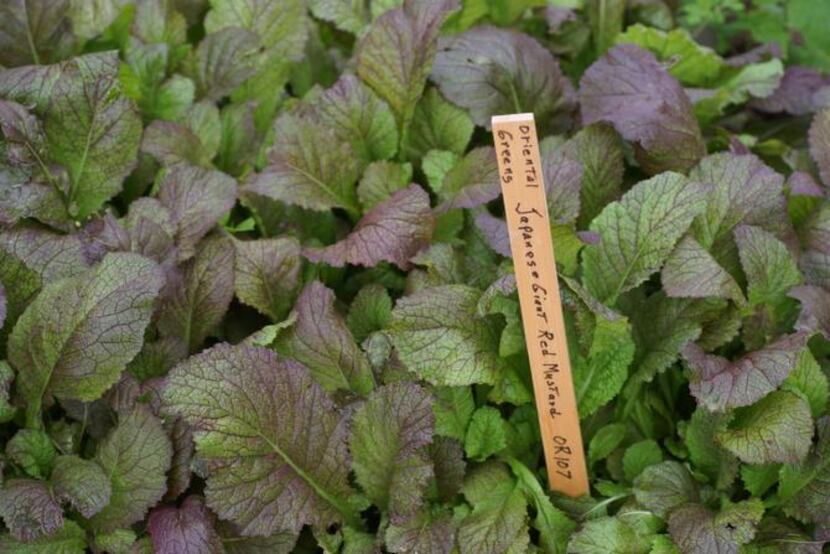 
The more sunshine ‘Japanese Giant Red’ mustard greens receives, the spicier it gets. Sow...