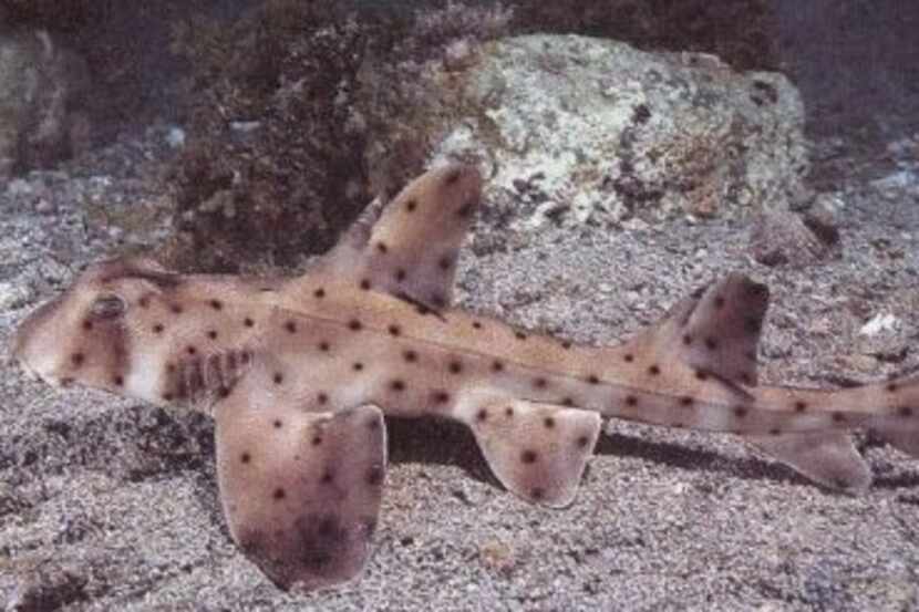 The 16-inch horn shark was taken from the aquarium on Saturday. Her name is Helen and she is...