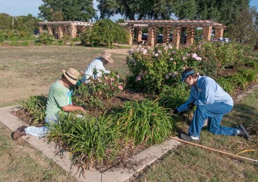 
Barbara Barbee (right) works with Allyn Lepeska (left) and Ellen Fitzsimmons to tidy beds...