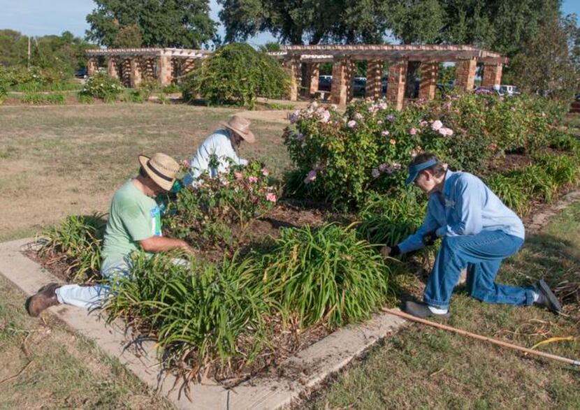 
Barbara Barbee (right) works with Allyn Lepeska (left) and Ellen Fitzsimmons to tidy beds...