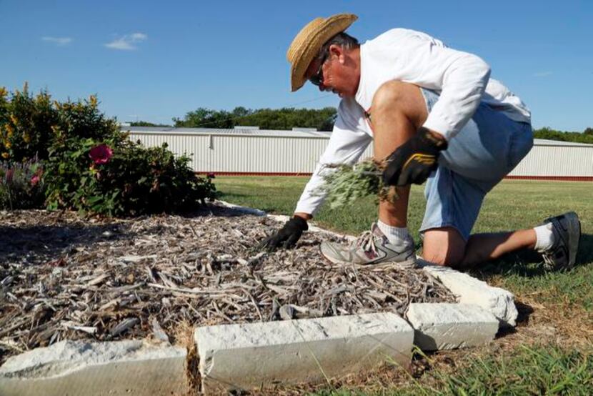 
Marv Olson of Fairview pulls weeds at the EarthKind Perennial Research Garden at the Myers...
